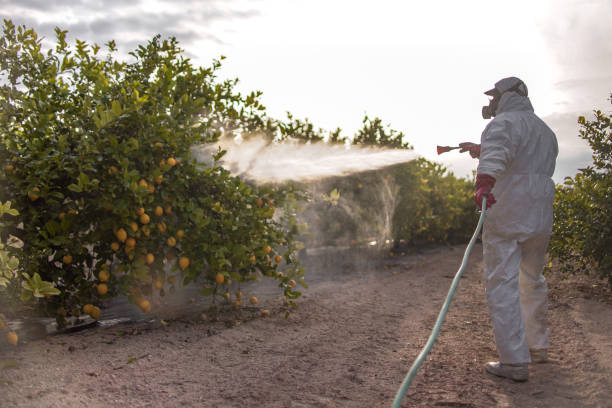 Best Flea Control Services  in Desoto, TX