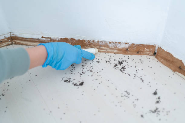 Best Commercial Pest Control Services  in Desoto, TX